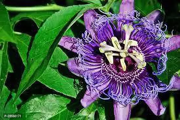 Platone Passion Plant 152Passion Flower Hybrid Plant