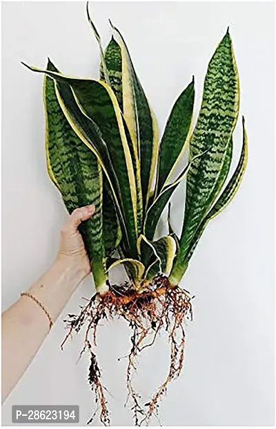 Platone Snake Plant Live SnakeSansevieria trifasciata Long Air Purifier Decorative Plant 1 Healthy Live Plant