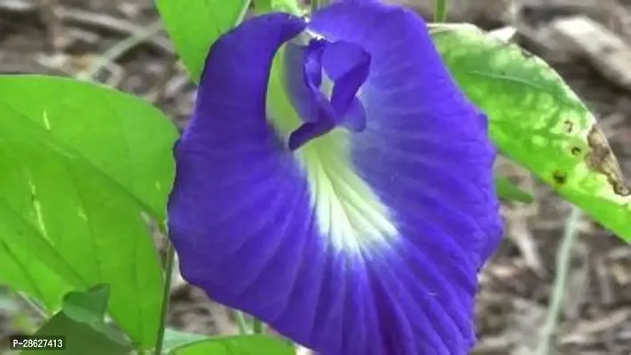 Platone Aparajita Butterfly Pea Plant APARAJITA FLOWER PLANT-thumb0