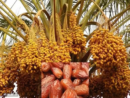 Platone ZZ Plant Date Palm Fruit Plant