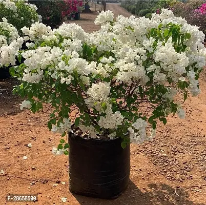 Platone Bougainvillea Plant White Flower Bougainvillea Plant 013