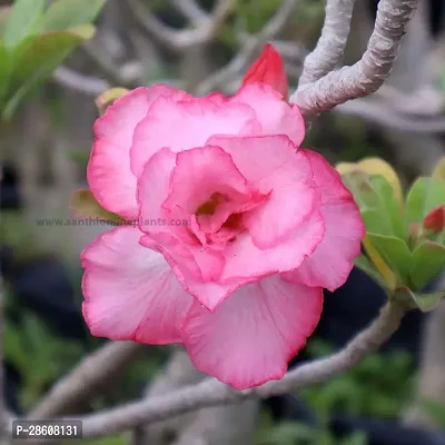 Platone Adenium Plant ADENIUM PLANT WWF4-thumb3