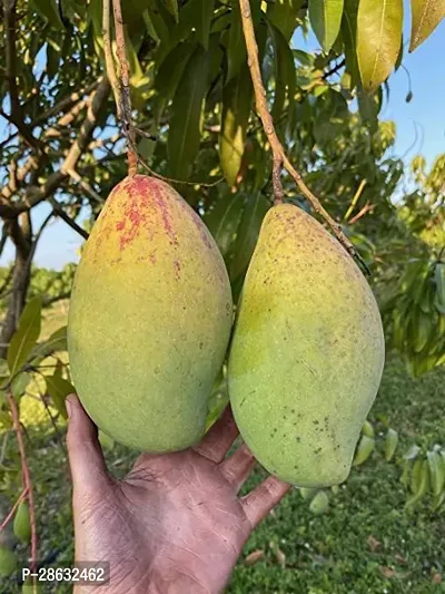 Platone Mango Plant Kilichundan Mango-01-thumb0