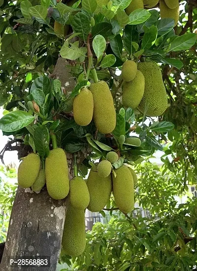 Platone Jackfruit Plant DTV-thumb0