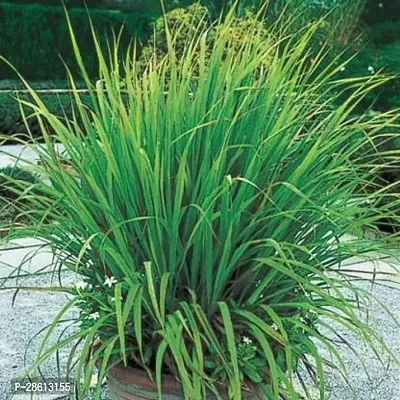 Platone Lemon Grass Plant Lemon Grass live plant with pot-thumb0