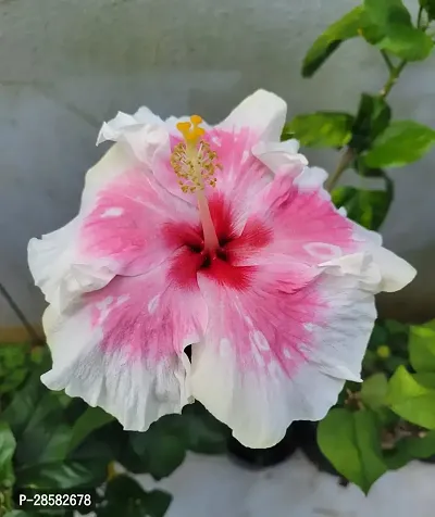 Platone Hibiscus Plant Hibiscus Hybrid Live Flower Plant Disha-90038-thumb0