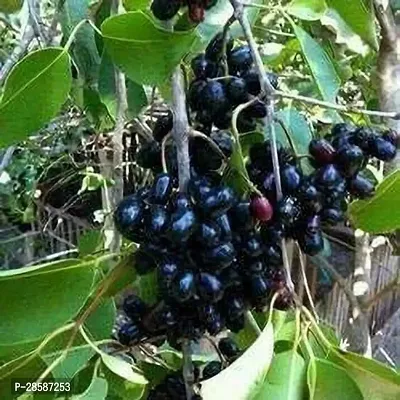 Platone Jamun Plant Evergreen Jamun Plant 1 Healthy Live Plant With Plastic Bag-thumb0