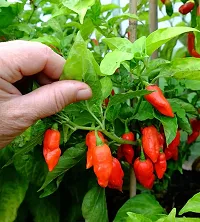 Platone MirchChilli Plant MIRCHCHILLI PLANT-thumb1