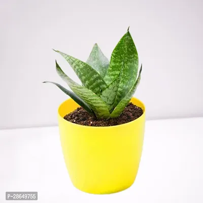 Platone Snake Plant GSP001