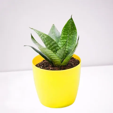 Hot Selling Plant & Planters 