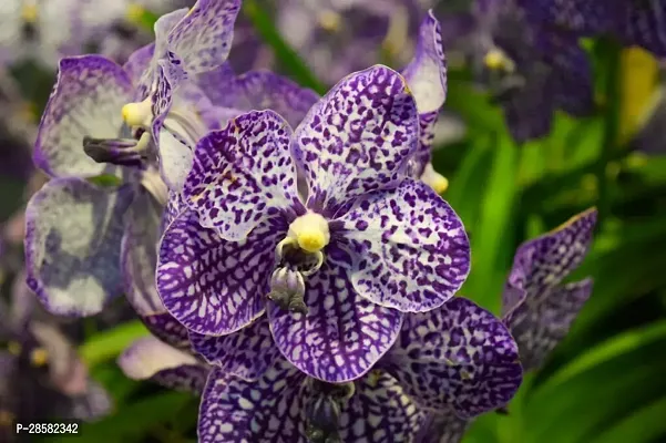 Platone Lily Plant Vanda Orchid Flower Plant-V1