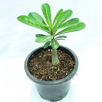 Platone Adenium Plant Swazicum Adenium Plant-thumb2