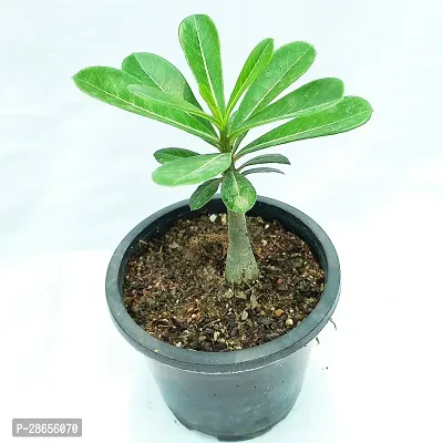 Platone Adenium Plant Swazicum Adenium Plant-thumb3