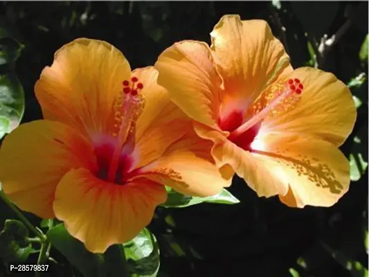 Platone Hibiscus Plant EN-DQ-377