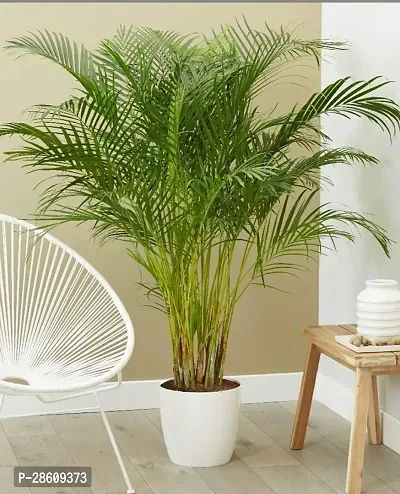 Platone Areca Palm Areca Palm Plant: Expertly Cultivated For a Tropical Oasis-thumb0