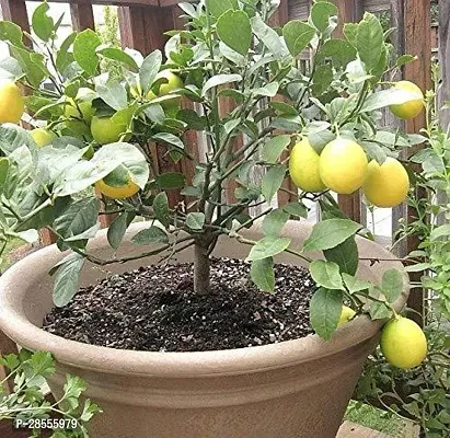 Platone Lemon Plant Tropical Rare Exotic fruitMeyer Lemon Dwarf Citrus Fruit Plant (1 Healthy Air Layering Live Plant)s-thumb0