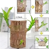 Brazil Bamboo Long Live Plant without Pot-thumb2