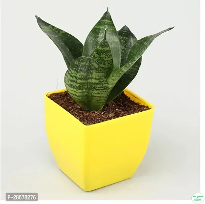 Platone Golden Money Plant WoodGibbsGifts-WB-393-thumb3