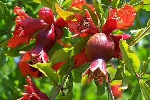 Platone Pomegranate Plant importedPomegranate Plant-55-thumb1