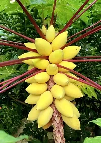 Platone Papaya Plant RED Papaya Plant-thumb1