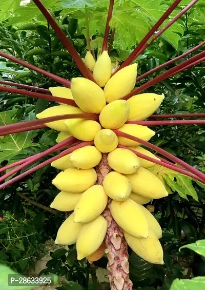 Platone Papaya Plant RED Papaya Plant-thumb2