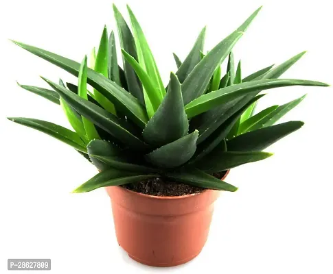 Platone Aloe Vera Plant Aloe Vera Live PlantCF07-thumb0