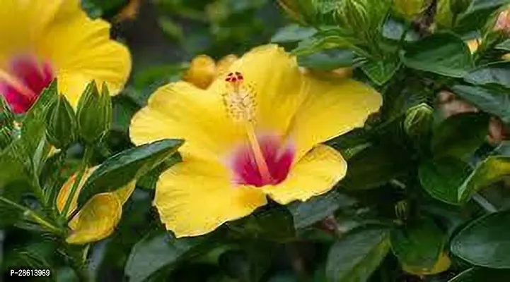 Platone Hibiscus Plant HIBISCUS PLANT LLK-thumb0