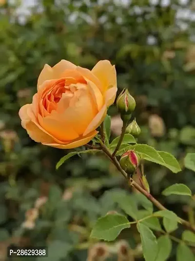 Platone Rose Plant Orange Rose-thumb0