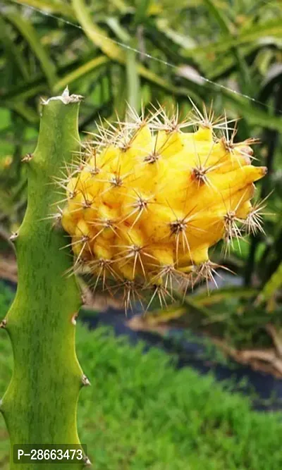 Platone Dragon Tree Yellow Dragon Fruit Live PlantCF012