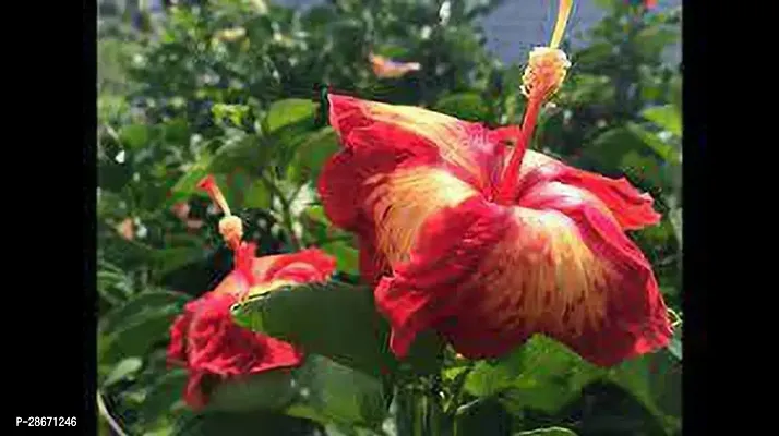 Platone Hibiscus Plant HIBISCUS A19-thumb0