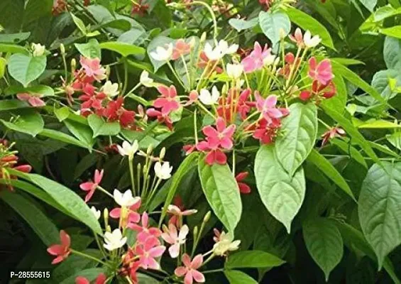 Platone MadhumaltiRangoon Creeper MadhumaltiRangoon Creeper-21-thumb0