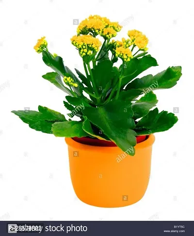 Platone Kalanchoe Plant HVLIVE_782