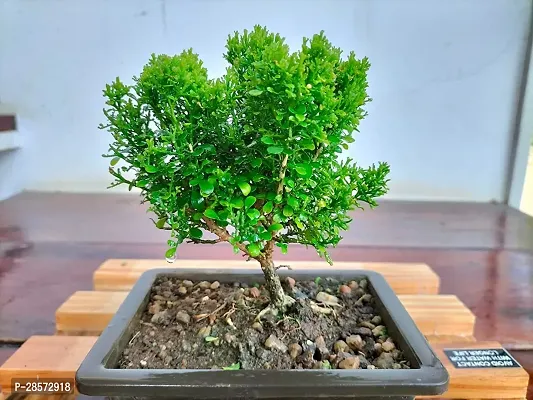 Platone Madhu Kamini Plant Madhukamini Mini Rare Bonsai Plants | Indoor Real Bonsai Live Plants-thumb0
