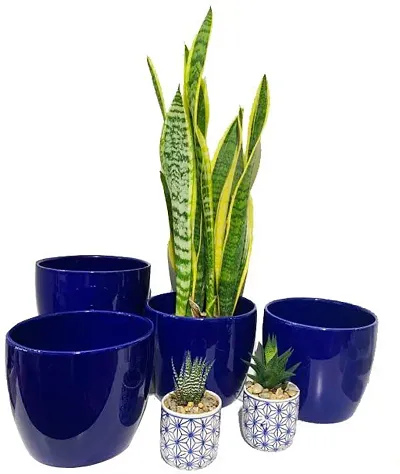 Limited Stock!! Plant & Planters 