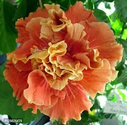 Platone Hibiscus Plant Hibiscus Plant ( Guinea Hibiscus Plant )-thumb0