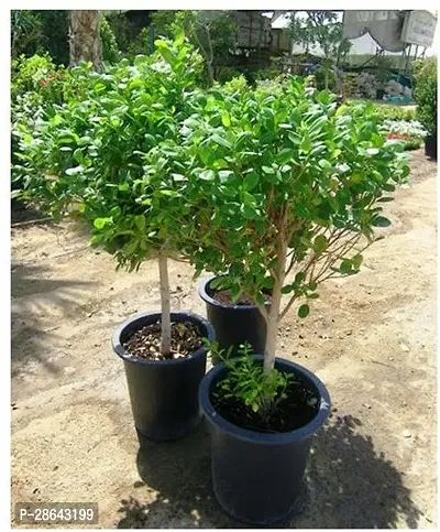 Platone Ficus Plant Ficus Pnada Plants