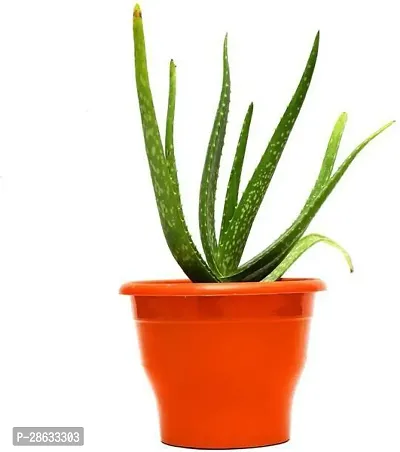 Platone Aloe Vera Plant Aloe Vera Plant-20