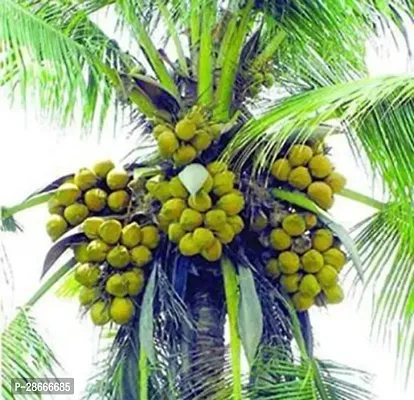 Platone Coconut Plant Coconut Plant62-thumb0