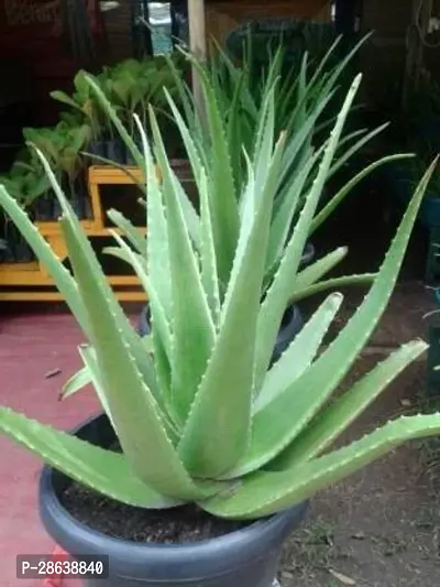 Platone Aloe Vera Plant alovera plant 01011