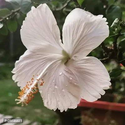 Platone Hibiscus Plant Hibiscus White Live Flower Plant Disha-220401