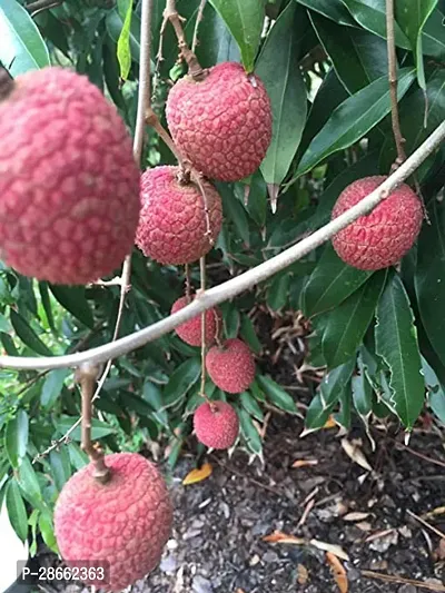 Platone Litchi Plant Gardens Rare Hybrid Litchi chinensis Tasty Tropical Dwarf Lychee Fruit Plant (1 Healthy Plant in Polybag)