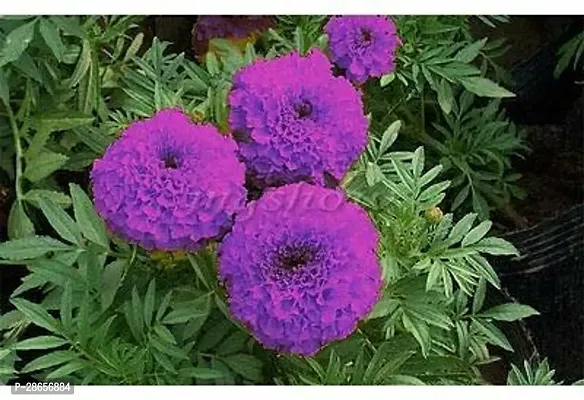 Platone Marigold Plant KNAG23