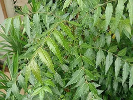 Platone Neem Plant NEEM PLANT-1-thumb2