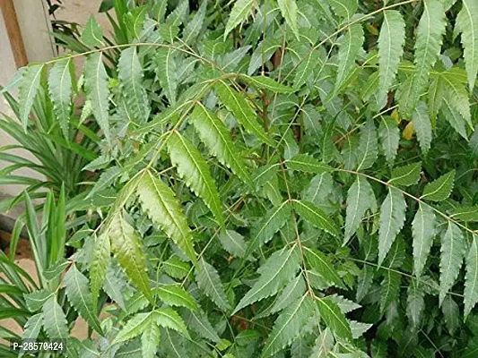 Platone Neem Plant NEEM PLANT-1-thumb3