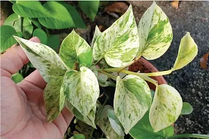 Platone Money Plant White Money Plant-thumb1