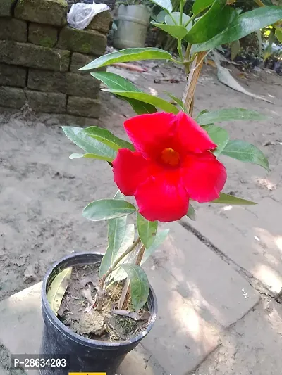 Platone Mandevilla Plant Mandeville Flower Plant-thumb0