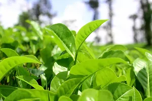 Platone Tea Plant Natural Tea Tree Healthy Plant-thumb1