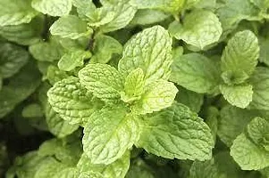 Platone Mint Plant MINT PLANT RRDC-thumb2