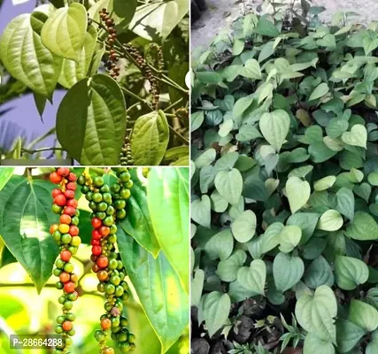 Platone Black Pepper Plant Kali Mirch