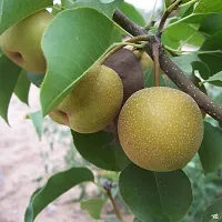 Platone Pear Plant Live Pear Fruit Plant-thumb1